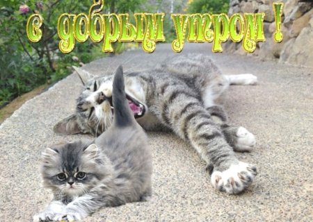 Открытки с добрым утром с кошками