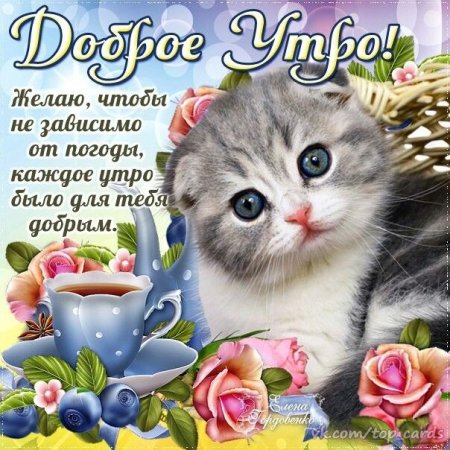 Открытки с добрым утром с котятами