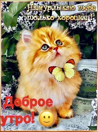 Пушистого настроения