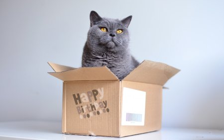 Кот в коробке