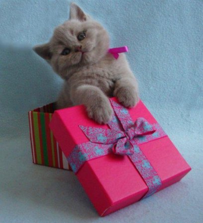 Котенок с подарком