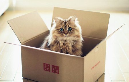 Кошка в коробке