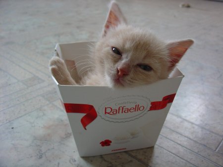 Котята в коробке