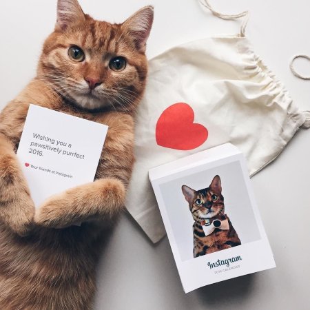 Идеи для постов с кошками