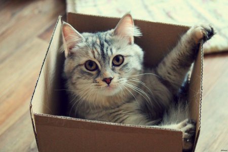 Котята в коробке