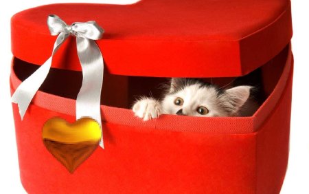 Кошка в подарочной коробке