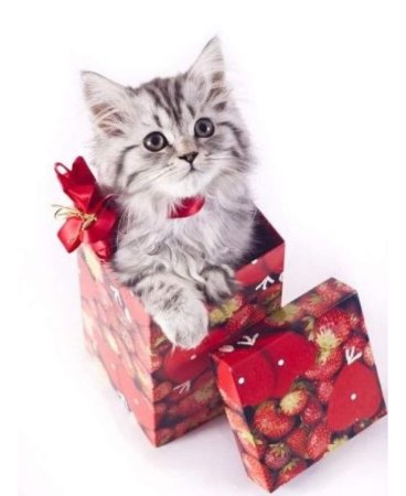 Котенок в коробке подарок
