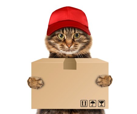 Кот с посылкой