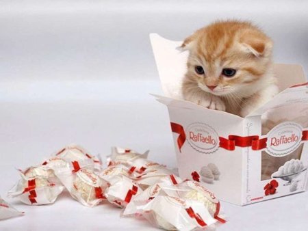 Кот с Рафаэлло