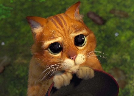 Прости меня Мем