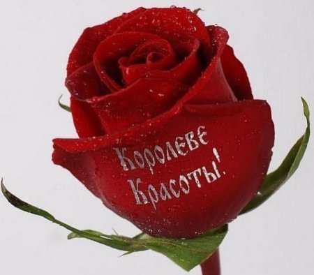 Красивые розы с надписью