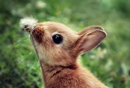 Милые зверьки