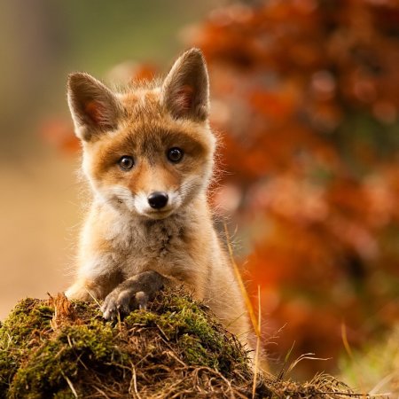 Лиса осенью