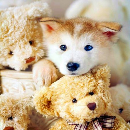 Милые животные