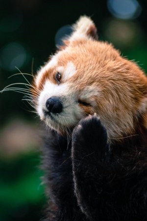 Малая Панда