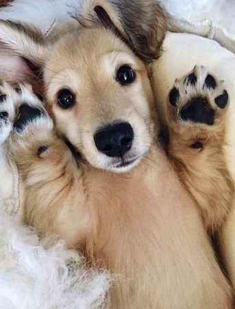 Милые животные