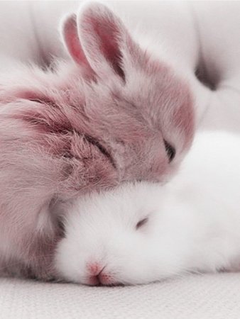 Милый кролик