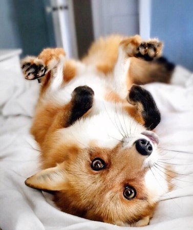 Няшные животные