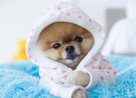 Померанский шпиц jiffpom белый