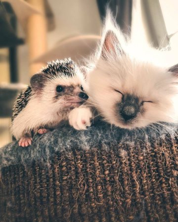 Ежик и котенок