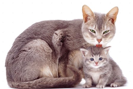 Кошка с котятами