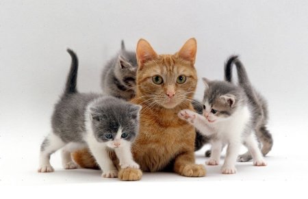 Кошки маленькие котята