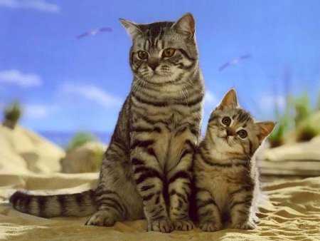 Кот, кошка и котенок