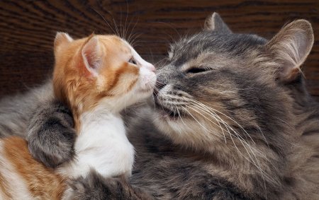 Котики обнимаются