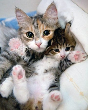 Котята с мамой