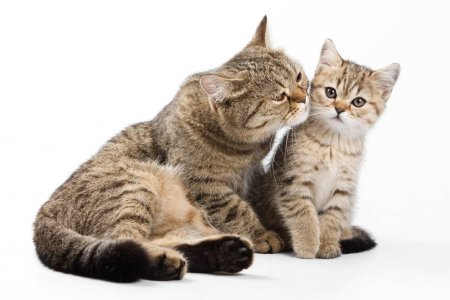 Кот, кошка и котенок