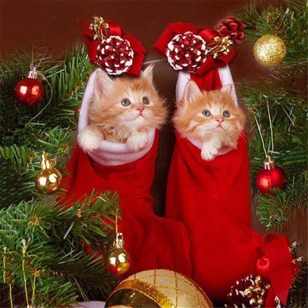 Новогодний кот