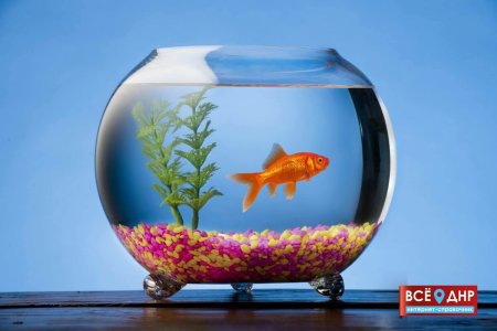 Круглый аквариум