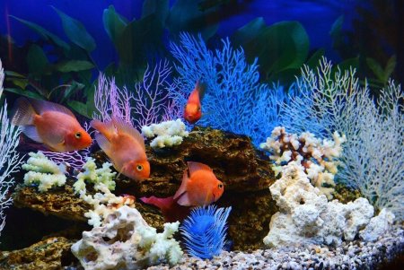 Красивые рыбки в аквариуме