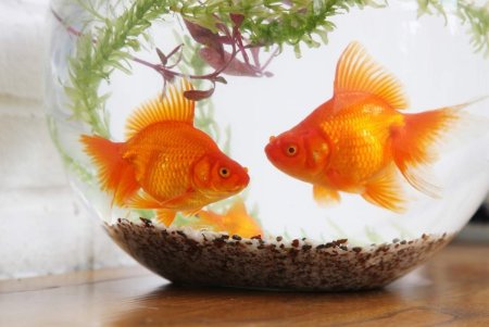 Золотой петушок и Золотая рыбка