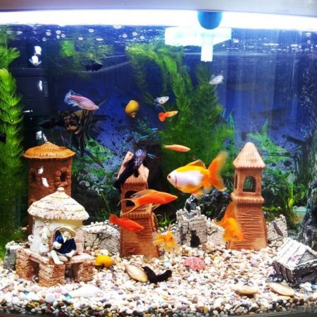 Красивые рыбки в аквариуме