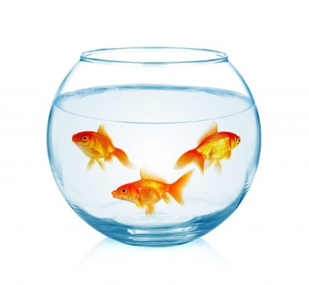 Рыбки для аквариума