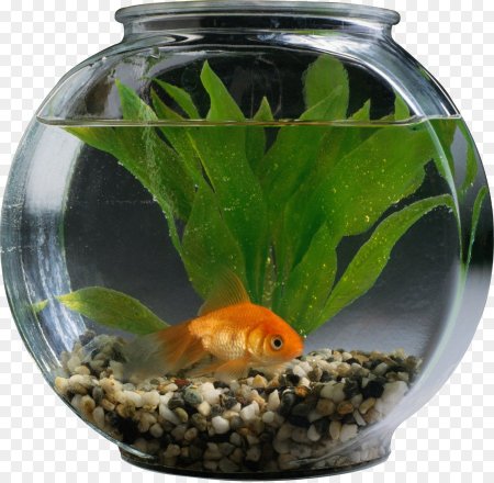 Гуппи аквариумные рыбки