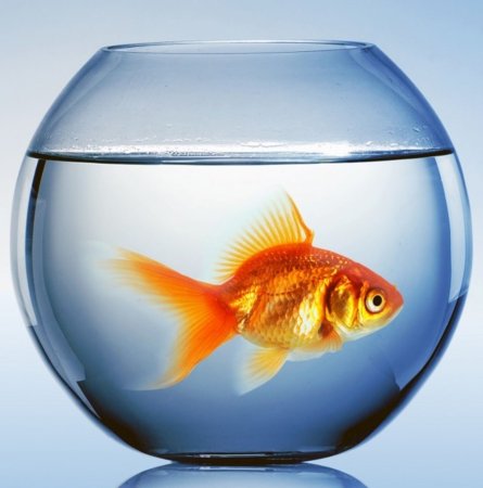 Круглый аквариум с рыбками