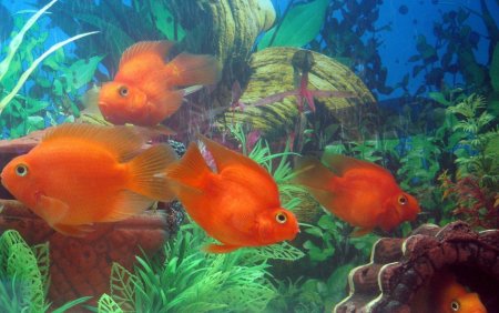 Рыбки для аквариума