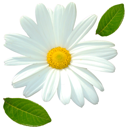 Ромашка на белом фоне