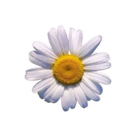 Ромашка на прозрачном