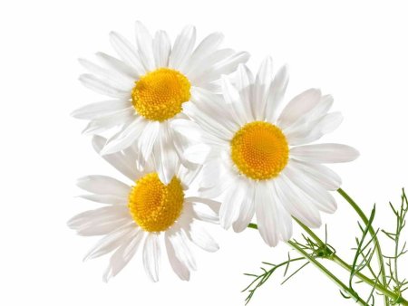 Ромашка на белом фоне