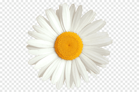 Ромашка на прозрачном