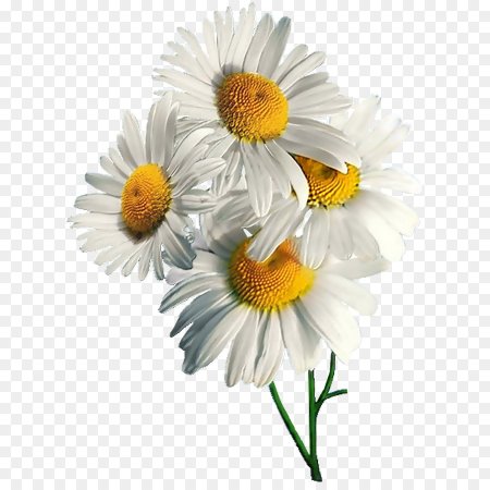 Camomile Ромашка