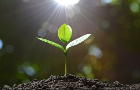 Зеленый Росток