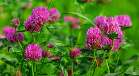 Клевер Луговой растение