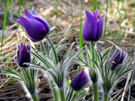 Прострел - сон трава