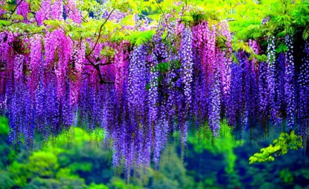 Глициния сиреневая "китайская"