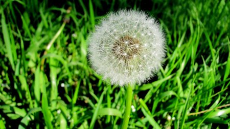 Одуванчики в траве