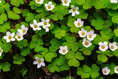 Кислица прямостоячая